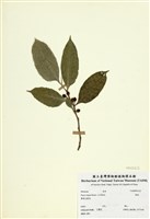 藏品(白肉榕)的圖片